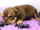 je donne chiot bulldog anglais m&acirc;le 