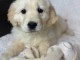 B&eacute;b&eacute; chiot golden retriever m&acirc;le 
