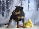 Je donne chiot pinscher nain 