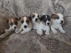 Je donne chiot jack ressel disponible 