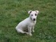 Je donne chiot jack ressel disponible 
