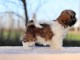 Je donne chiot Shih Tzu pour saillie 
