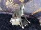 Chiot whippet a donner 