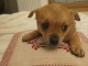 Je donne chiot chihuahua disponible 