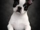 Magnifique chiot boston terrier femelle a donner 