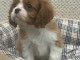 B&eacute;b&eacute; chiot cavalier king charle femelle a donner 