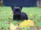 Je donne chiot bouledogue fran&ccedil;ais pour saillie 
