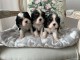 Je donne chiot cavalier king charle 