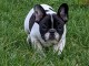 Chiot bouledogue fran&ccedil;ais &agrave; donner 