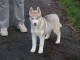 Je donne chiot husky sib&eacute;rien m&acirc;le 