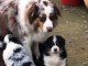 Magnifique chiot berger australien 