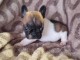 Chiot bouledogue fran&ccedil;ais &agrave; donner 