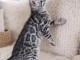 Bengal chaton m&acirc;le disponible 