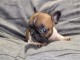 B&eacute;b&eacute; chiot bouledogue fran&ccedil;ais 
