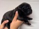 Dons b&eacute;b&eacute; chiot Cane Corso disponible 