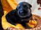Je donne chiot berger allemand 