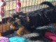 Je donne chiot Yorkshire terrier 