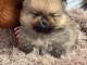 Magnifique chiot spitz allemand race pure 