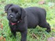 Chiot labrador retriever disponible pour adoption 
