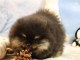 je donne chiot spitz allemand 