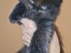 magnifique chaton maine coon adopter 