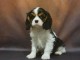je donne chiot cavalier king charle femelle 