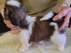 &agrave; partir chiot Shih Tzu lof 