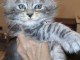 je donne chat Maine coon femelle 