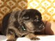 magnifique chiot berger allemand disponible 