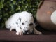 B&eacute;b&eacute; chiot dalmatien a donner 