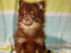 Chiot type Spitz nain disponible pour adoption 