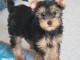 Adorable chiot Yorkshire 