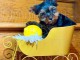Chiot Yorkshire terrier femelle a donner 