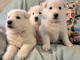 chiot type berger blanc suisse pour bonne maman offerts 