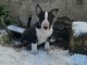 chiot type bull terrier femelle a donner 