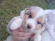 je donne chiot berger australien disponible 