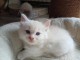 adorable chaton ragdoll femelle a donner 