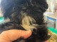 je donne chiot Shih Tzu lof m&acirc;le 