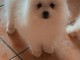 je donne chiot spitz japonais 