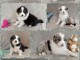 je donne chiot berger australien disponible 