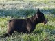 je donne chiot bouledogue fran&ccedil;ais 