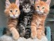 magnifique chaton maine coon adopter urgent 