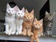 adorable chaton Maine coon disponible 