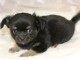 chiot type chihuahua m&acirc;le disponible 