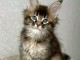 chaton maine coon pour compagnie 