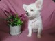 je donne chiot type chihuahua disponible 