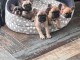chiot type bouledogue fran&ccedil;ais &agrave; donner m&acirc;le 