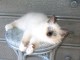 chaton sacr&eacute; Birmanie &agrave; donner 