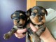 b&eacute;b&eacute; chiot York femelle disponible 