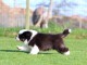 chiot berger australien disponible 